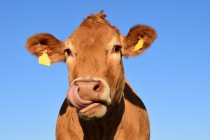 Alacsony gázkibocsátású marhahús-tanúsítvány borzolja a kedélyeket Amerikában