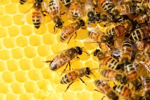 Méhekre veszélyes repcetáblákat semmisíttetett meg a hatóság